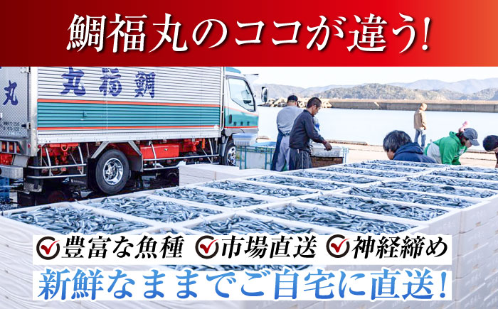【五島列島直送】朝獲れ高級鮮魚セット4kg 五島市 / 鯛福丸水産[PDP003]  魚 鮮魚 セット 海鮮 直送 さかな 詰合せ 冷蔵
