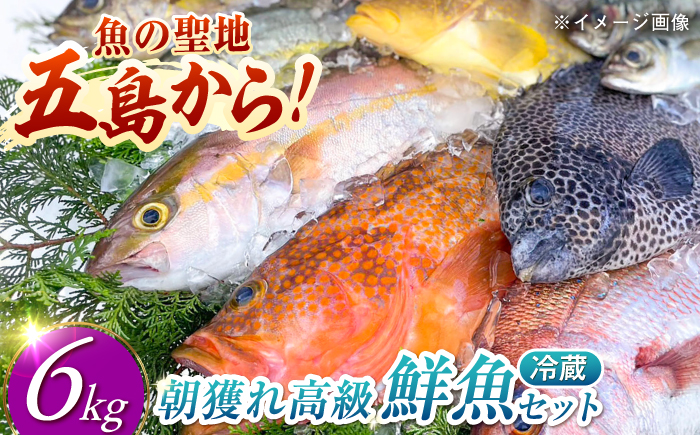 【五島列島直送】朝獲れ高級鮮魚セット6kg 五島市 / 鯛福丸水産[PDP004]  魚 鮮魚 セット 海鮮 直送 さかな 詰合せ 冷蔵
