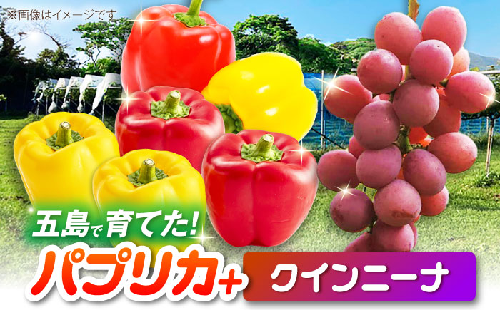 【2026年発送】クインニーナとパプリカ 五島市/HPIファーム ブドウ ぶどう 野菜 果物 [PCP016]