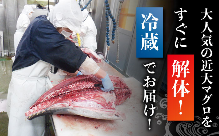 【数量限定！出荷日限定！新鮮マグロを解体→冷蔵でお届け！】長崎県五島産 近大マグロ 約500g (大トロ・中トロ・赤身) 刺身 お取り寄せ 高級 グルメ ギフト セット 海鮮 魚介 寿司 五島市/五島ヤマフ [PAK010]