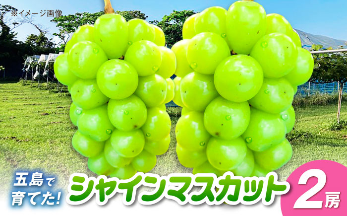 シャインマスカット 2房 五島市/HPIファーム [PCP017]