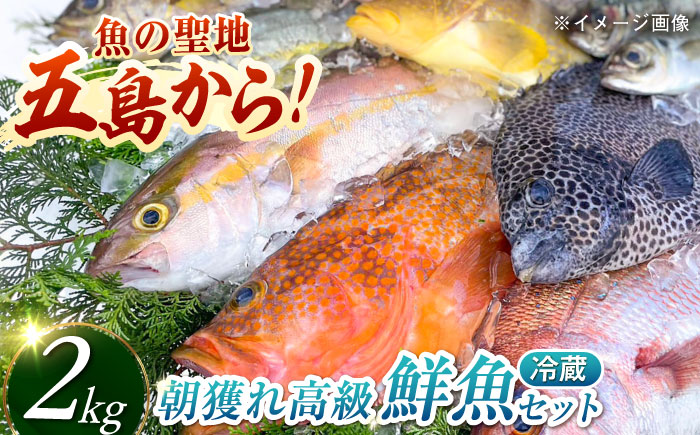 【五島列島・直送】朝獲れ！高級鮮魚セット2kg 五島市 / 鯛福丸水産 [PDP002]