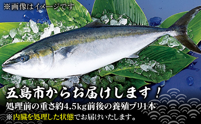 【出荷日限定 年末のご馳走に！】五島から新鮮なブリ 丸ごと1本 約4.5k前後(内臓処理済) ブリ ぶり 鰤 年末 正月 ぶりしゃぶ 五島市/奈留町漁業協同組合 [PAT024]