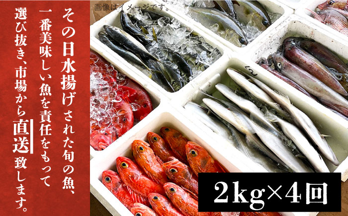 【全4回定期便】【五島列島・直送】朝獲れ！高級鮮魚セット2kg 五島市 / 鯛福丸水産 [PDP005]