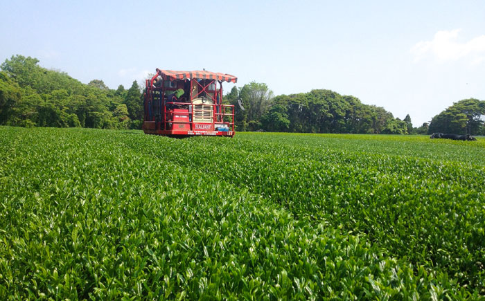 【安心・安全、健康！穏やかな自然の甘み】有機和紅茶リーフ 50g 【グリーンティ五島】[PAV013]