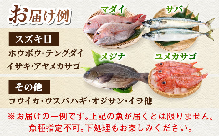 【五島列島直送】朝獲れ鮮魚セット6kg 五島市/鯛福丸水産[PDP012]   魚 鮮魚 セット 海鮮 直送 さかな 詰合せ 冷蔵