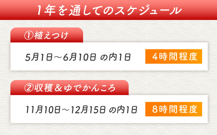 サツマイモ畑のオーナーになってオリジナルかんころ餅つくり体験　五島市/株式会社五島のやぁしゃ便 かんころもち 農業体験 体験 [PBG007]