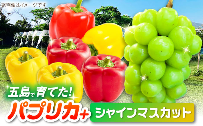 【2026年発送】シャインマスカットとパプリカ 五島市/HPIファーム ブドウ ぶどう 野菜 果物 [PCP015]