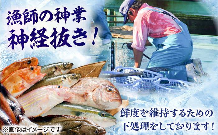 【五島列島産】高級朝獲れ鮮魚 約3kg（真空パック/下処理済） 五島市/マルセイ水産[PBT001]  刺身 五島 久賀島 海鮮 セット 旬 さかな さしみ 