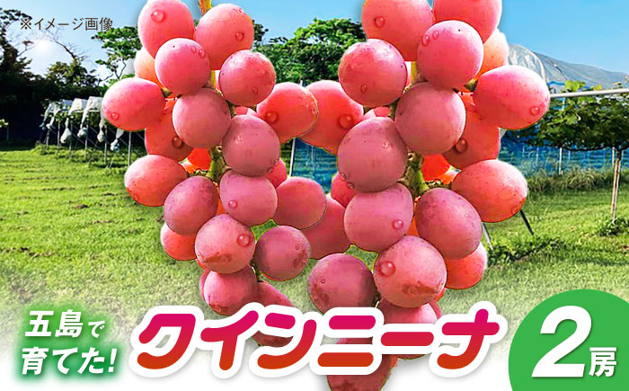 クイーンニーナ 2房 五島市/HPIファーム [PCP018]