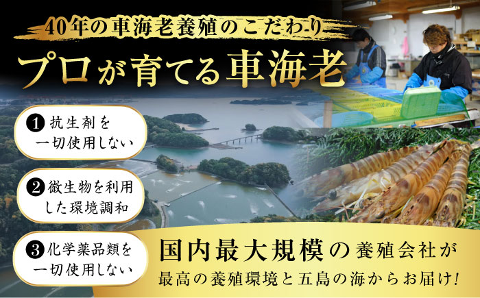 五島特産 ボイル 車海老 エビ 尾付き むきえび 500g (250g×2P) 五島市/拓水 五島事業場 [PCU004]