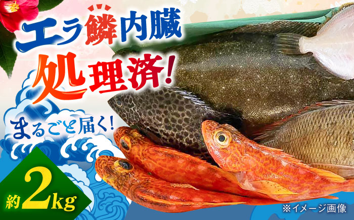旬の地魚セット2kg（ウロコ/エラ/内臓処理済） 五島市/五島FF[PBJ009]