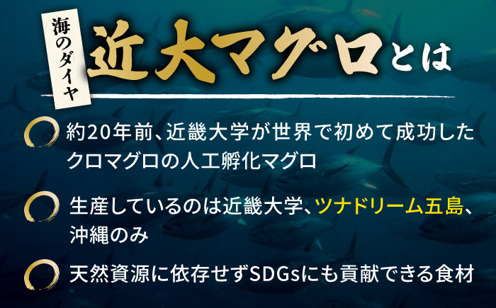 【海のダイヤ！近大マグロそのまま1本お届け】長崎県五島産近大マグロ丸ごと1本40kg以上！【ツナドリーム五島】 [PES001]