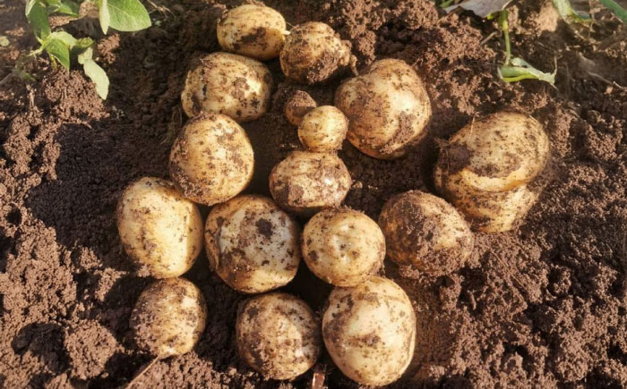 【2026年6月より発送】島の元気なじゃがいも!旨味抜群の『デジマ』2kg 五島市/あわたに農園 [PGO003]