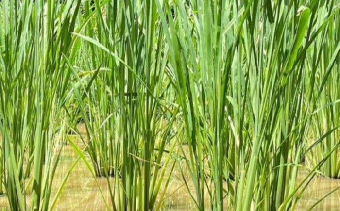 マコモ茶 100g 五島市/五島列島自然のめぐみ [PGM011]