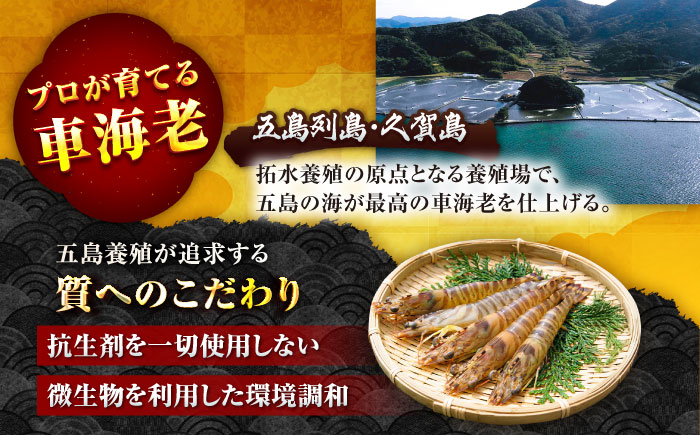 【6回定期便】五島特産 ボイル 車海老 エビ 尾付き むきえび 500g (250g×2P) 五島市/拓水 五島事業場 [PCU011]