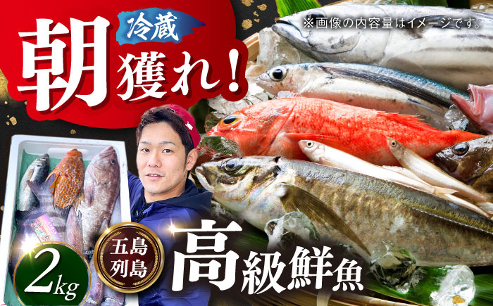 【五島列島直送】朝獲れ高級鮮魚セット2kg 五島市 / 鯛福丸水産[PDP002]  鮮魚 セット 冷蔵 刺身 魚 海鮮 直送 さかな 詰合せ 新鮮 料理