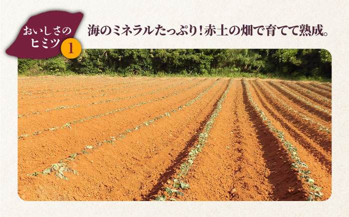 冷凍焼き芋セット 計1.6kg（紅はるか/シルクスイート/一口蜜いも）レンジ 五島市/芋蔵林 [PDO001]