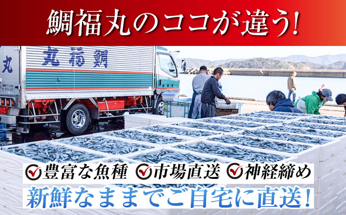 【五島列島直送】朝獲れ高級鮮魚セット6kg 五島市 / 鯛福丸水産[PDP004]  魚 鮮魚 セット 海鮮 直送 さかな 詰合せ 冷蔵