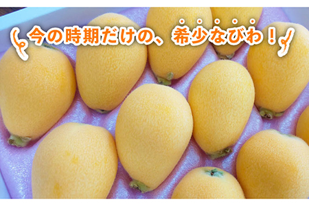 【期間限定】五島のびわ（長崎早生）500g 秀品 化粧箱入 五島市/ごとう農業協同組合 [PEM001]