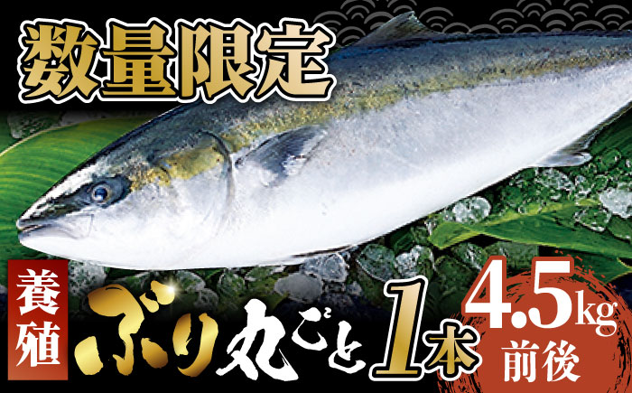 【出荷日限定 年末のご馳走に！】五島から新鮮なブリ 丸ごと1本 約4.5k前後(内臓処理済) ブリ ぶり 鰤 年末 正月 ぶりしゃぶ 五島市/奈留町漁業協同組合 [PAT024]