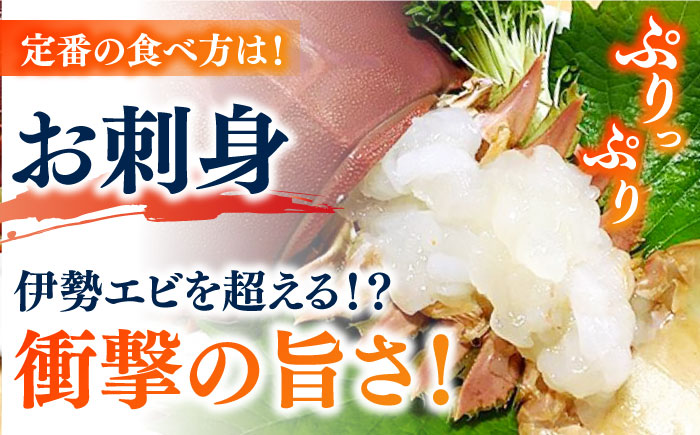 【2026年先行予約】うちわえび約500g（3-9尾） 五島市/五島FF[PBJ011] 希少 ウチワエビ うちわエビ 海老 えび 旬 新鮮 海鮮