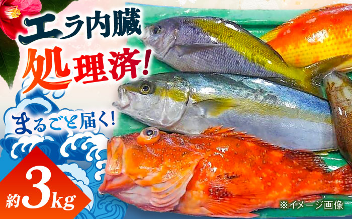 贅沢鮮魚セット3kg（エラ/内臓処理済） 五島市/五島FF[PBJ006] 冷蔵 鮮魚 魚介 刺身