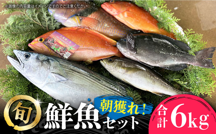 五島列島直送！朝獲れ鮮魚セット6kg　鯛福丸水産/五島市 [PDP012]