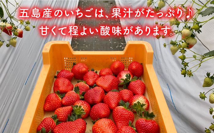 【五島特選！農家直送】ピチピチいちご 恋みのり 計1080g （270g×4パック） 五島市/野原農園 [PCM005]