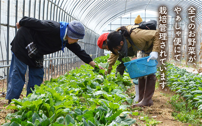 【全12回定期便】旬の野菜セット（7-10品目10kg未満）野菜 やさい 詰め合わせ セット五島市/やぁしゃ便 [PBG001]