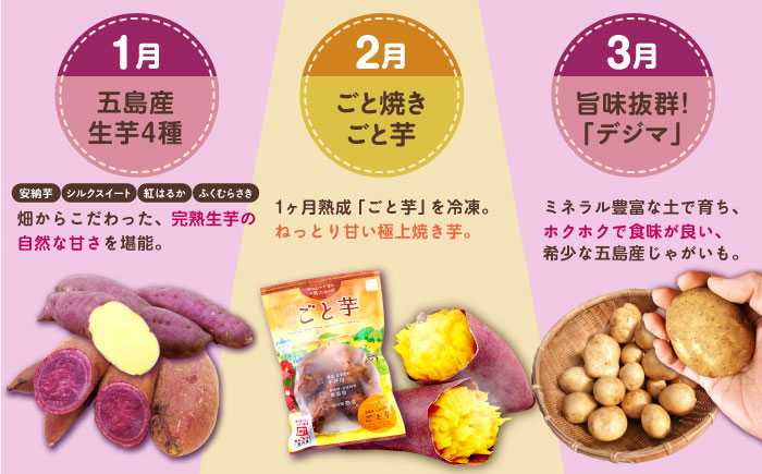 【12回定期便】五島の芋まんきつ定期便 五島市ふるさと納税/五島市 [PZX052]