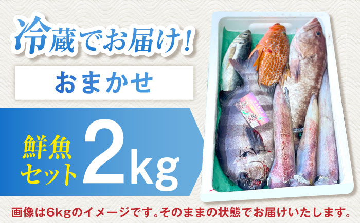 【五島列島直送】朝獲れ高級鮮魚セット2kg 五島市 / 鯛福丸水産[PDP002]  鮮魚 セット 冷蔵 刺身 魚 海鮮 直送 さかな 詰合せ 新鮮 料理