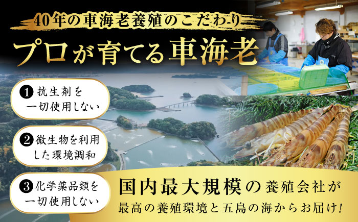 【訳あり】無頭冷凍車海老（加熱用）750g (250gx3P) 五島市／拓水 五島事業場 [PCU009]