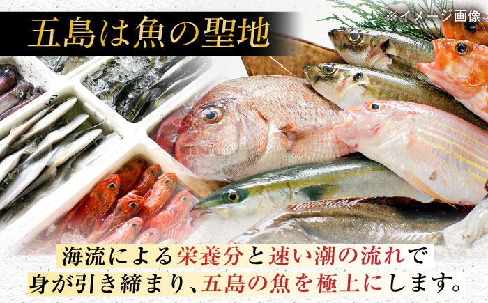 【五島列島直送】朝獲れ高級鮮魚セット4kg 五島市 / 鯛福丸水産[PDP003]  魚 鮮魚 セット 海鮮 直送 さかな 詰合せ 冷蔵
