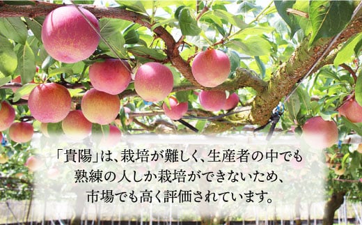 プラム 貴陽 計1kg（5〜6玉）＜竹嶋農園＞ [CEB001] 西海市産 貴陽 プラム すもも 桃 果物 フルーツ 贈答 ギフト 贈り物 プラム 