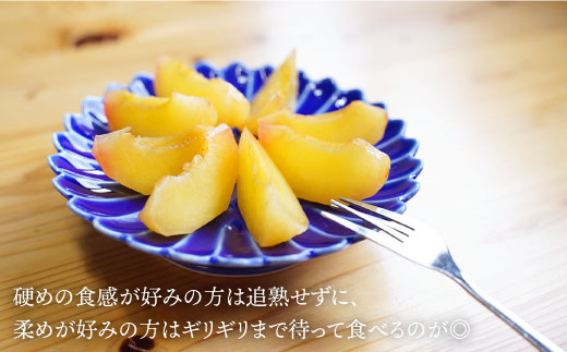 プラム 貴陽 計1kg（5〜6玉）＜竹嶋農園＞ [CEB001] 西海市産 貴陽 プラム すもも 桃 果物 フルーツ 贈答 ギフト 贈り物 プラム 