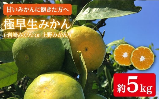 【10月上旬より順次発送】極早生みかん （岩崎・上野）約5kg ＜Da・IWASAKI FARM＞[CCZ001] みかん ミカン 柑橘 西海みかん 早生みかん 贈答 ギフト みかん