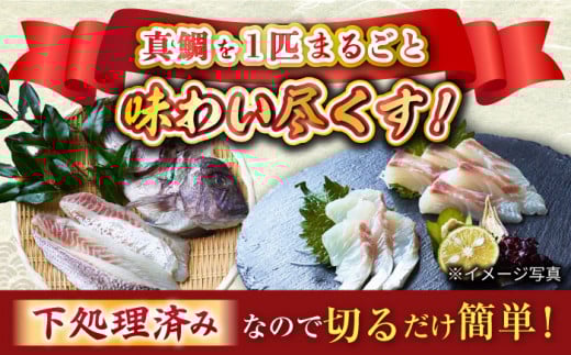 【先行予約】【下処理済み】 真鯛 堪能5点セット ＜大島水産種苗＞ [CBW005] 魚 刺身 ブロック 鯛 タイ たい 魚 刺身 ブロック 贈答 ギフト 冷蔵 