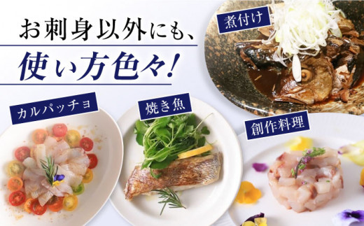 【先行予約】 シマアジ 堪能6点セット＜大島水産種苗＞ [CBW012] 長崎 西海 シマアジ アジ 鯵 魚 刺身 ブロック 贈答 ギフト