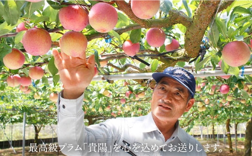 プラム 貴陽 計1kg（5〜6玉）＜竹嶋農園＞ [CEB001] 西海市産 貴陽 プラム すもも 桃 果物 フルーツ 贈答 ギフト 贈り物 プラム 