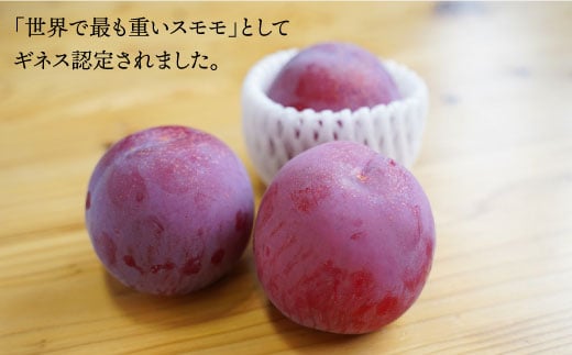 プラム 貴陽 計1kg（5〜6玉）＜竹嶋農園＞ [CEB001] 西海市産 貴陽 プラム すもも 桃 果物 フルーツ 贈答 ギフト 贈り物 プラム 