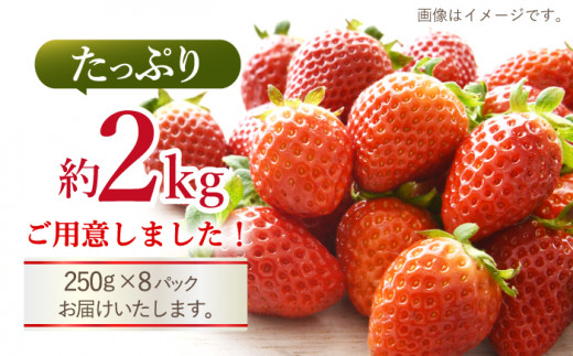 【先行予約】【数量限定】【 訳あり 】 ゆめのか 苺 約2kg （250g×4パック×2箱）＜川原農園＞ [CDR005]