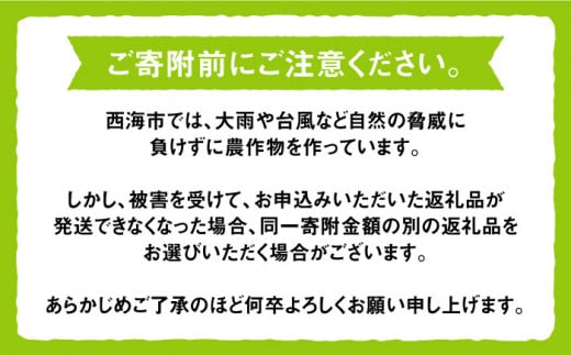 【先行予約☆厳選ブランド】「 ぶぶぶどう 」 シャインマスカット 約1～1.5kg（２房）＜井上ぶどう園＞［CCE006］