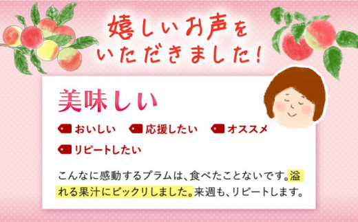 スモモ 貴陽 約2kg（13〜15玉）【先行予約】 西海市産 貴陽 プラム すもも 桃 果物 フルーツ 贈答 ギフト 贈り物 プラム ＜竹嶋農園＞ [CEB002]