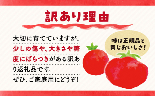 【 訳あり 】 トマト 西海市産 3kg トマト とまと 西海市 野菜 新鮮 旬 期間限定トマト ＜株式会社ミスズアグリ西海＞ [CFN003]