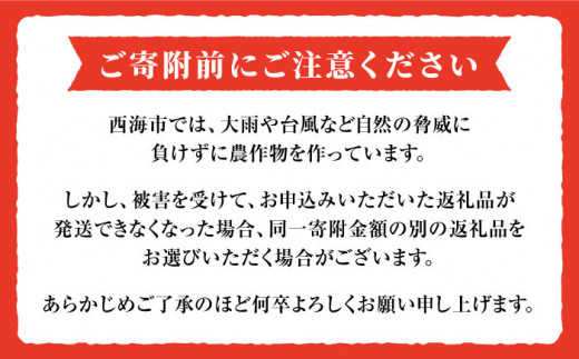 トマト 高糖度 【2025年収穫分先行予約】【1.8kg×3回 定期便 】 【訳あり】 大島 トマト 計5.4kg  西海市産 トマト とまと 訳あり トマト 大島トマト 甘いトマト ＜大島造船所 農産グループ＞ [CCK008]