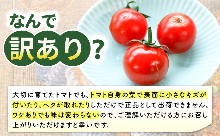 ☆今シーズンお届け☆ 訳あり ミニ トマト 約3kg ＜白石農園＞ [CBI003] 西海市産 トマト とまと 野菜 新鮮 旬 トマト 