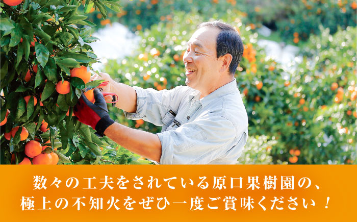 【☆先行予約☆】糖度13〜15度！ハウス木成 完熟 不知火 約3kg ＜原口果樹園＞ [CCW005] 西海市 デコポン 不知火 みかん 柑橘 完熟 甘い でこぽん 