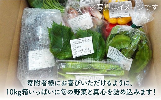 野菜 詰め合わせ（5種以上） 西海 野菜 詰め合わせ 旬 新鮮 採れたて ＜西海町特産品直売所 よかところ＞ [CBO003]