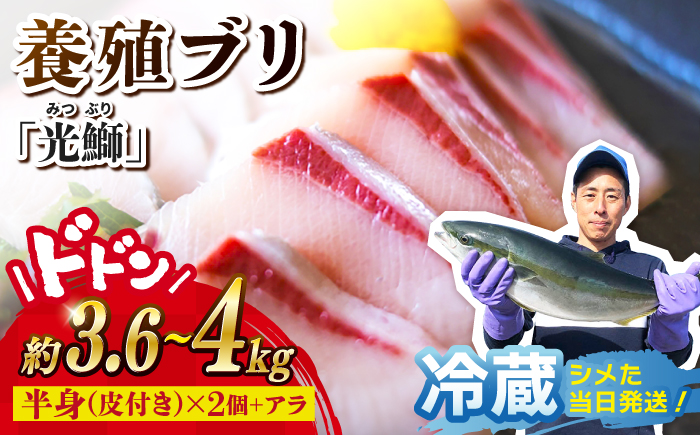 【着日指定可】魚 ブロック 養殖 ブリ「光鰤」1本 3.6〜4kg  西海市産 魚 ブロック 刺身 ブリ ぶり ブリしゃぶ ＜小山水産＞ [CDZ006]